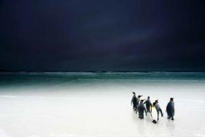 Groupe de pingouins sur la banquise sur fond de ciel bleu marine